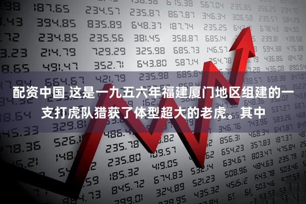 配资中国 这是一九五六年福建厦门地区组建的一支打虎队猎获了体型超大的老虎。其中
